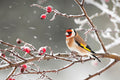 Bird Perched On Tree Branch Snow Landscape Poster Wall Art Print Home Wall Decor