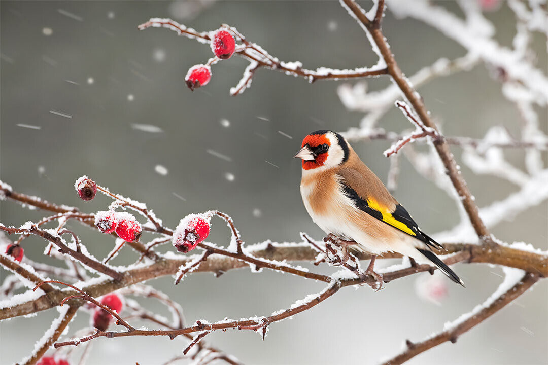 Bird Perched On Tree Branch Snow Landscape Poster Wall Art Print Home Wall Decor