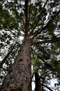 Long Leaf Pine Trees In The East Pine Woods Poster Wall Art Print Home Wall Decor