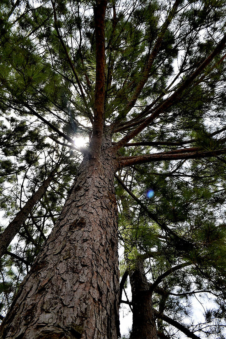 Long Leaf Pine Trees In The East Pine Woods Poster Wall Art Print Home Wall Decor