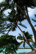 Palm Tree On Maldives Nature Trees Poster Wall Art Print Home Wall Decor