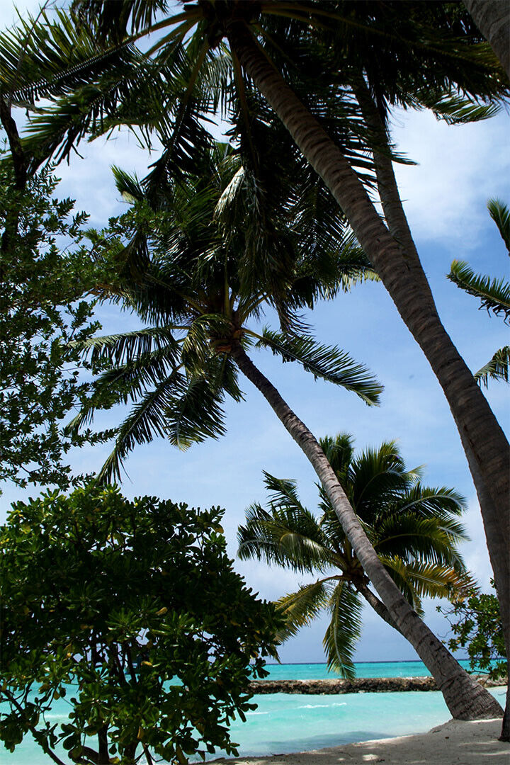 Palm Tree On Maldives Nature Trees Poster Wall Art Print Home Wall Decor