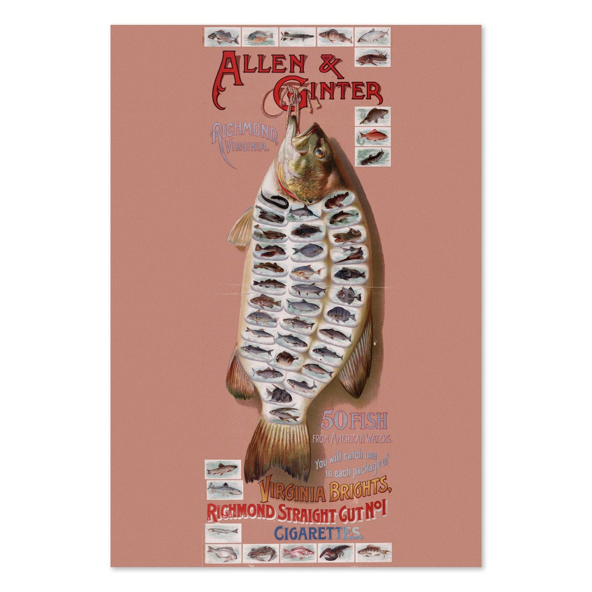 Allen & Ginter American Fish ‚Äî Vintage 1890s Advertising Poster | Fishing Wall Art